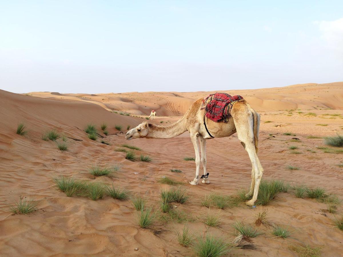 Sands Dream Tourism Camp Shahiq Exterior photo